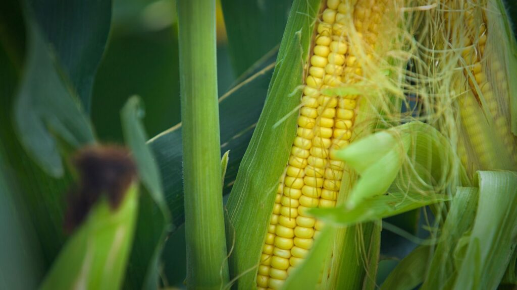 The Health Benefits of Maize: Nutritional Powerhouses in Demand